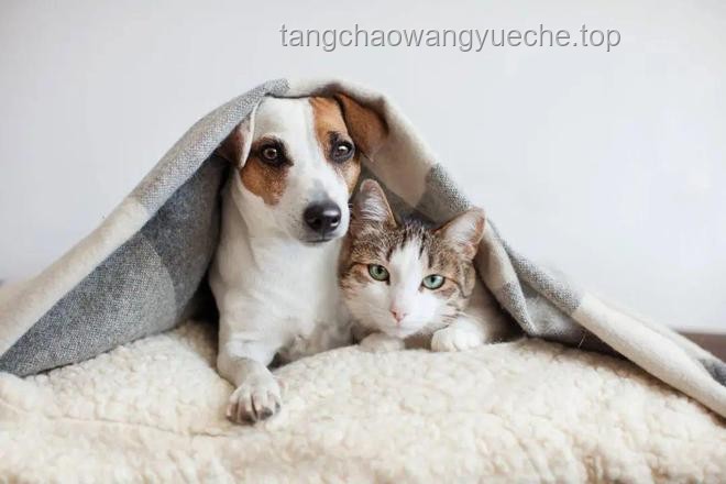 “起猛了”的宠物经济：养到能吃猫的花，揭示新消费趋势