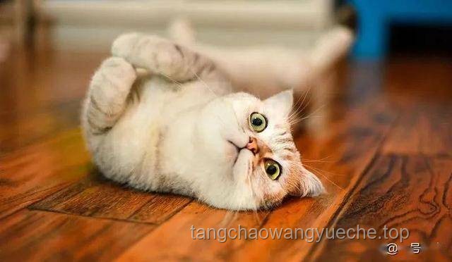 “起猛了”的宠物经济：养到能吃猫的花，揭示新消费趋势